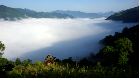 集團全力助推甘肅隴南康縣委托招商引資，以綠色發展推動鄉村振興