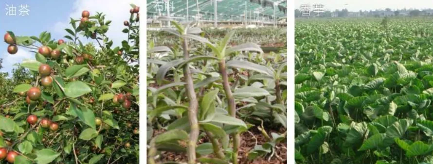 集團全力助推廣西賀州昭平縣委托招商引資，助力產業蝶變升級！